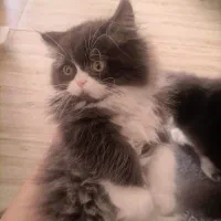 گربه