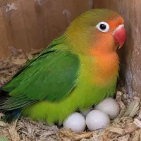 طوطی کتوله ماده فیشر بالغ