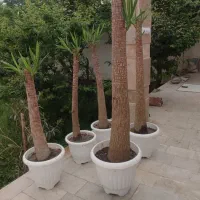 درختچه یوکا گیاه ثروت دکوراتیو