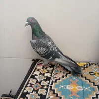 مسافتی|پرنده|سنندج, |دیوار