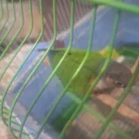 گرینچک نر و ماده سالم جوان