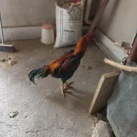 خروس های لاری