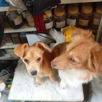 سگ شیوا وا میکس پیداشده|سگ|گرگان, |دیوار