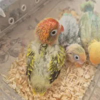 جوجه سرلاکی نژاد یووینگ طوطی کوتوله برزیلی