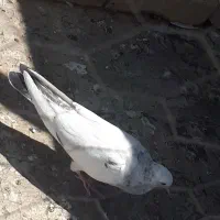 کبوتر