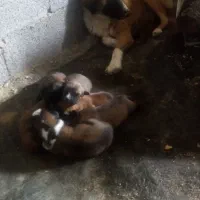 واگذازی توله 8عددبامادرخارجی باهوش پدرسرابی