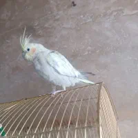 عروس هلندی ماده گل باقالی