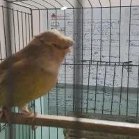 قناری ماده کاکلی