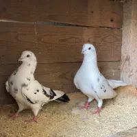 کبوتر نسل خوب با جفتگاه
