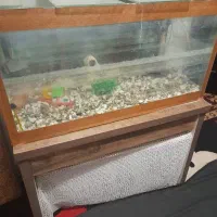 آکواریوم ماهی