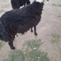 بره|حیوانات مزرعه|بومهن, |دیوار