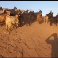 بز و بزغاله|حیوانات مزرعه|قنوات, |دیوار