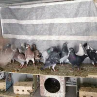 کبوتر پلاکی شهری بهبهونی|پرنده|شیراز, دشت چنار|دیوار