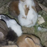 بچه خرگوش|موش و خرگوش|پاوه, |دیوار