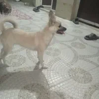 گمشده
