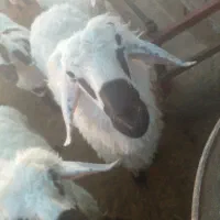 گوسفند قوچ بزرگ|حیوانات مزرعه|تیمور آباد, |دیوار