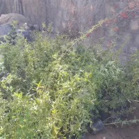 فروش انواع گل رز هلندی رونده ساناز بدون واسطه|گل و گیاه طبیعی|بجنورد, |دیوار