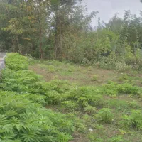 زمین-باویوی-جنگل-390م-سراوان-کچامدارک-تکمیل