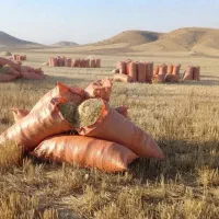 فروش کاه نرم گندم دیم کردستان