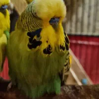 مرغ عشق انگلیسی (گرید بالا)