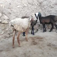 بره نرودماده چینی ۲قلو|حیوانات مزرعه|کوهدشت, |دیوار