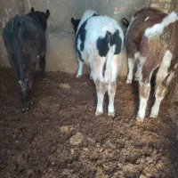 گوساله نر سیمینتال|حیوانات مزرعه|تاکستان, |دیوار