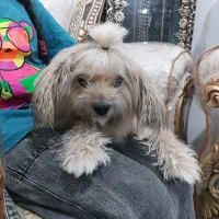 واگذاری سگ خانگی نژادشیتزو اصیل|سگ|رفسنجان, |دیوار