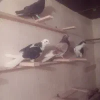 ۴ تا کفتر|پرنده|صفادشت, |دیوار