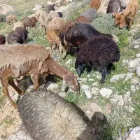قوچ چینی|حیوانات مزرعه|زرقان, |دیوار