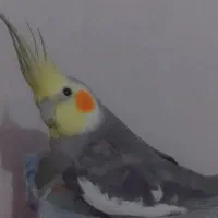 عروس هلندی نر
