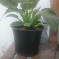 تعویض گل آپارتمانی با پرنده خونگی یا ماهی اکواریمی|گل و گیاه طبیعی|کهریزک, |دیوار