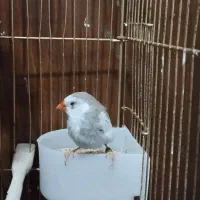 گنجشک فنچ|پرنده|ارومیه, |دیوار