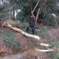 خرید وفروش چوب درخت