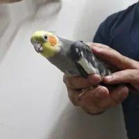 جفت عروس هلندی|پرنده|مشهد, شهرآرا|دیوار