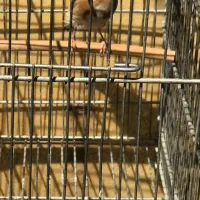 سهره شیرین خون  قرص  آماده