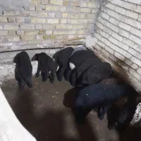 میش بره ۱۱عدد ۷ تا نزاییدن|حیوانات مزرعه|سلطانیه, |دیوار