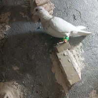 کفتر|پرنده|مشهد, خواجه ربیع|دیوار