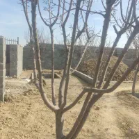 چهار-دیواری-نقد-و-اقساط