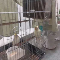 یک جفت عروس هلندی مولد