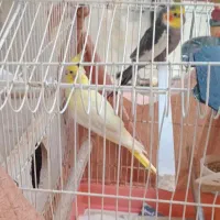عروس قیمت مناسب