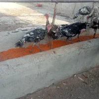 فروش بوقلمون نر ماده جوان مولد