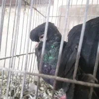 کبوتر صرب اصل معاوضه با طوطی