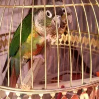 یک جفت گرینچیک تربیت شده