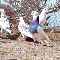 کبوتر پرشی وطوقی ماده کاکلی