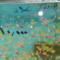 انواع ماهی آکواریوم از ۵۰۰۰تا۲۰۰۰۰
