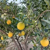 فروش عمده نارنگی و پرتقال تامسون درجه یک