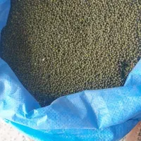 فروش ماش درجه۱ به قیمت مناسب