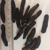 نهال گلدانی انگور موندراپ