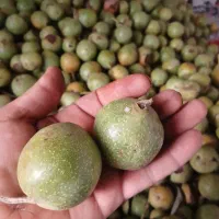 گردو کاغذی