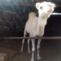 شتر ماده سفید